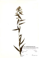 藏品(臺灣馬蘭)的圖片